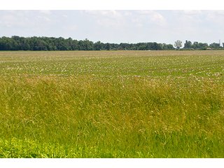 Property photo 106 - LAND AUCTION - 700+/- ACRES OFFERED IN 16 TRACTS IN ALLEN COUNTY, INDIANA